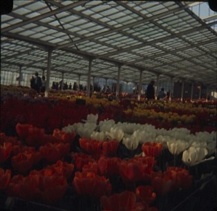 Holland_Tulips.jpg