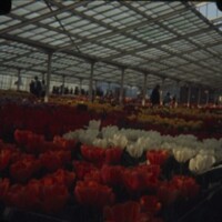 Holland_Tulips.jpg